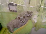 Кошки, котята Сейшельская короткошерстная, цена 400 Грн., Фото