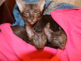 Кошки, котята Ориентальная, цена 1700 Грн., Фото