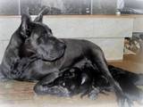 Собаки, щенята Німецький дог, ціна 5600 Грн., Фото