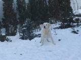 Собаки, щенята Золотистий ретрівер, Фото