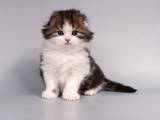 Кошки, котята Хайленд Фолд, цена 5500 Грн., Фото