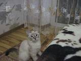 Кішки, кошенята Тайська, ціна 400 Грн., Фото