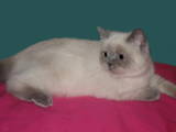 Кішки, кошенята Колор-пойнт короткошерстий, ціна 800 Грн., Фото