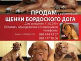 Собаки, щенки Бордосский дог, цена 6000 Грн., Фото
