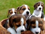 Собаки, щенки Ганноверская гончая, цена 600 Грн., Фото