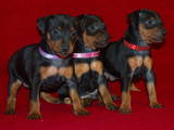 Собаки, щенки Карликовый пинчер, цена 5000 Грн., Фото