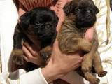 Собаки, щенки Брюссельский гриффон, цена 8000 Грн., Фото