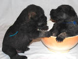 Собаки, щенки Миттельшнауцер, цена 3000 Грн., Фото