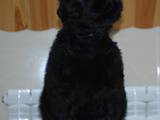 Собаки, щенята Чорний тер'єр, ціна 12000 Грн., Фото