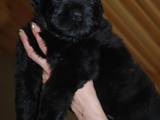 Собаки, щенята Чорний тер'єр, ціна 12000 Грн., Фото