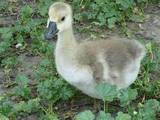 Птахівництво Гуси, ціна 30 Грн., Фото