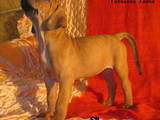 Собаки, щенки Английский мастиф, цена 10000 Грн., Фото