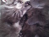 Кішки, кошенята Сибірська, ціна 11 Грн., Фото
