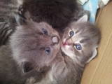 Кішки, кошенята Сибірська, ціна 11 Грн., Фото