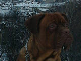 Собаки, щенки Бордосский дог, цена 10 Грн., Фото