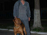 Собаки, щенята Бордоський дог, ціна 10 Грн., Фото