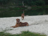 Собаки, щенки Бордосский дог, цена 10 Грн., Фото