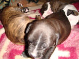 Собаки, щенки Стаффордширский бультерьер, цена 1300 Грн., Фото