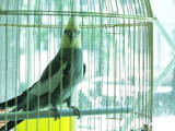 Попугаи и птицы Клетки  и аксессуары, цена 400 Грн., Фото