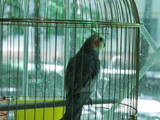 Папуги й птахи Клітки та аксесуари, ціна 400 Грн., Фото