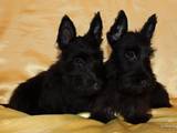 Собаки, щенки Скотчтерьер, цена 2500 Грн., Фото