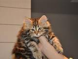 Кошки, котята Сибирская, цена 4000 Грн., Фото