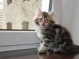 Кішки, кошенята Сибірська, ціна 4000 Грн., Фото