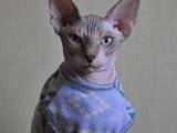 Кошки, котята Канадский сфинкс, цена 2500 Грн., Фото