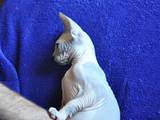 Кошки, котята Канадский сфинкс, цена 4500 Грн., Фото