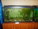 Рибки, акваріуми Акваріуми і устаткування, ціна 4500 Грн., Фото