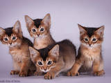 Кішки, кошенята Сомалі, ціна 4000 Грн., Фото