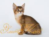 Кішки, кошенята Абіссінська, ціна 45000 Грн., Фото