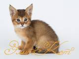 Кошки, котята Абиссинская, цена 45000 Грн., Фото