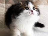 Кошки, котята Хайленд Фолд, цена 5500 Грн., Фото