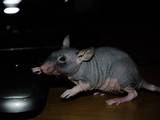 Грызуны Домашние крысы, цена 100 Грн., Фото
