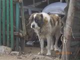 Собаки, щенята Середньоазіатська вівчарка, ціна 200 Грн., Фото