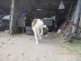 Собаки, щенята Середньоазіатська вівчарка, ціна 200 Грн., Фото