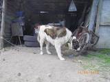 Собаки, щенки Среднеазиатская овчарка, цена 200 Грн., Фото