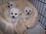 Собаки, щенки Бишон фрисе, цена 1500 Грн., Фото
