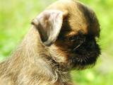 Собаки, щенки Бельгийский гриффон, цена 6000 Грн., Фото