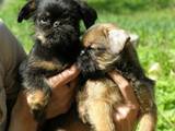 Собаки, щенки Бельгийский гриффон, цена 6000 Грн., Фото