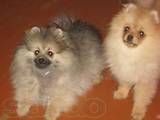 Собаки, щенки Карликовый шпиц, цена 8000 Грн., Фото