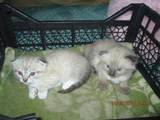 Кішки, кошенята Сіамська, ціна 500 Грн., Фото