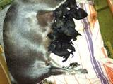 Собаки, щенята Міттельшнауцер, ціна 1500 Грн., Фото
