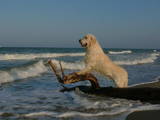 Собаки, щенята Золотистий ретрівер, ціна 100 Грн., Фото