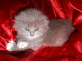 Кошки, котята Британская длинношёрстная, цена 500 Грн., Фото