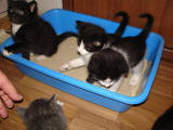 Кішки, кошенята Різне, ціна 10 Грн., Фото