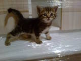 Кішки, кошенята Американська короткошерста, ціна 100 Грн., Фото