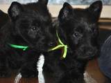 Собаки, щенята Скотчтерьер, ціна 4000 Грн., Фото