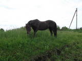 Тваринництво,  Сільгосп тварини Коні, осли, ін., ціна 10000 Грн., Фото